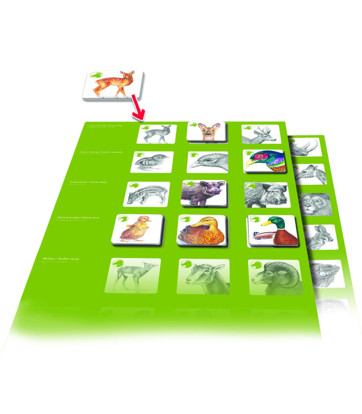 Pexetrio - Zvířecí rodinky